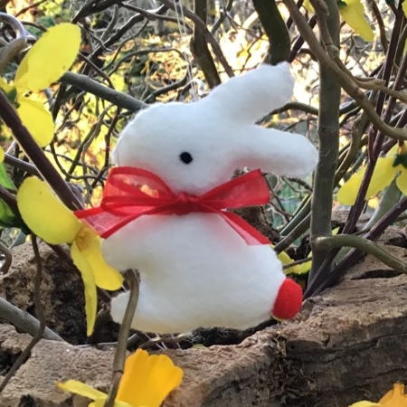 Lapin rouge
