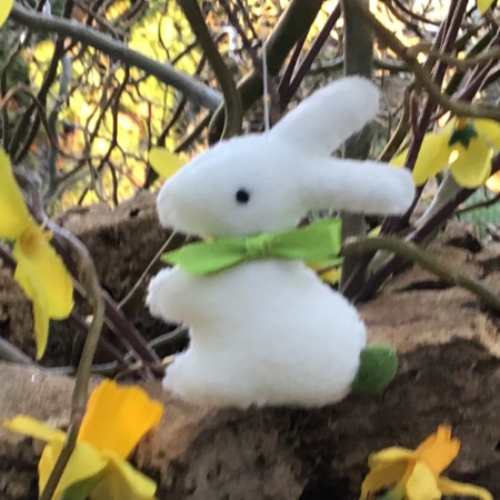 Lapin vert