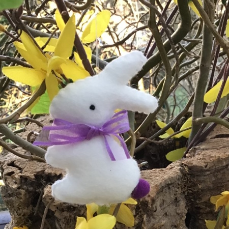 Lapin violet
